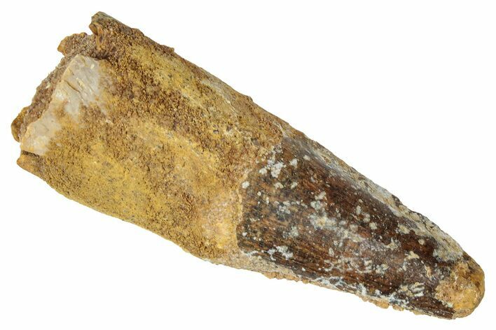 Fossil Spinosaurus Tooth - Real Dinosaur Tooth #346292
